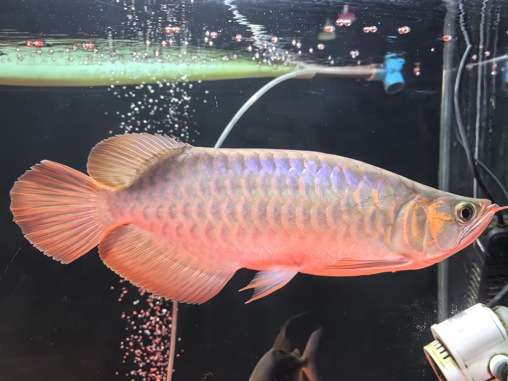 龍魚頭頂金線有孔的特點與飼養技巧，飼養龍魚頭頂金線需要注意什么？
