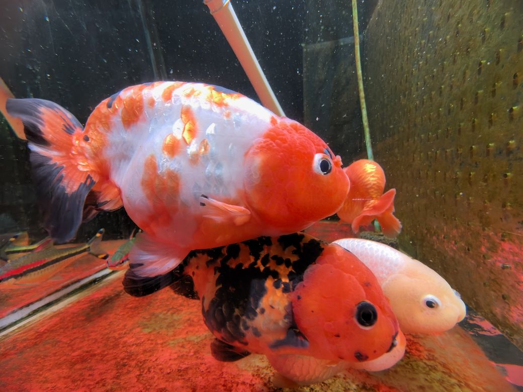 我的蘭壽長(zhǎng)不胖（蘭壽魚(yú)的養(yǎng)殖方法）