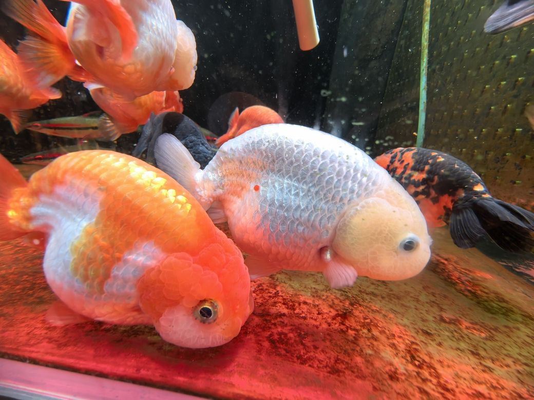 我的蘭壽長(zhǎng)不胖（蘭壽魚(yú)的養(yǎng)殖方法）