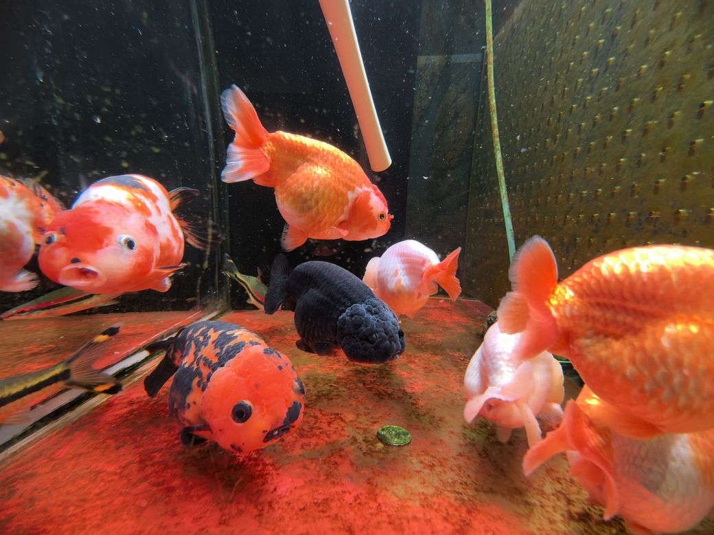 我的蘭壽長(zhǎng)不胖（蘭壽魚(yú)的養(yǎng)殖方法）
