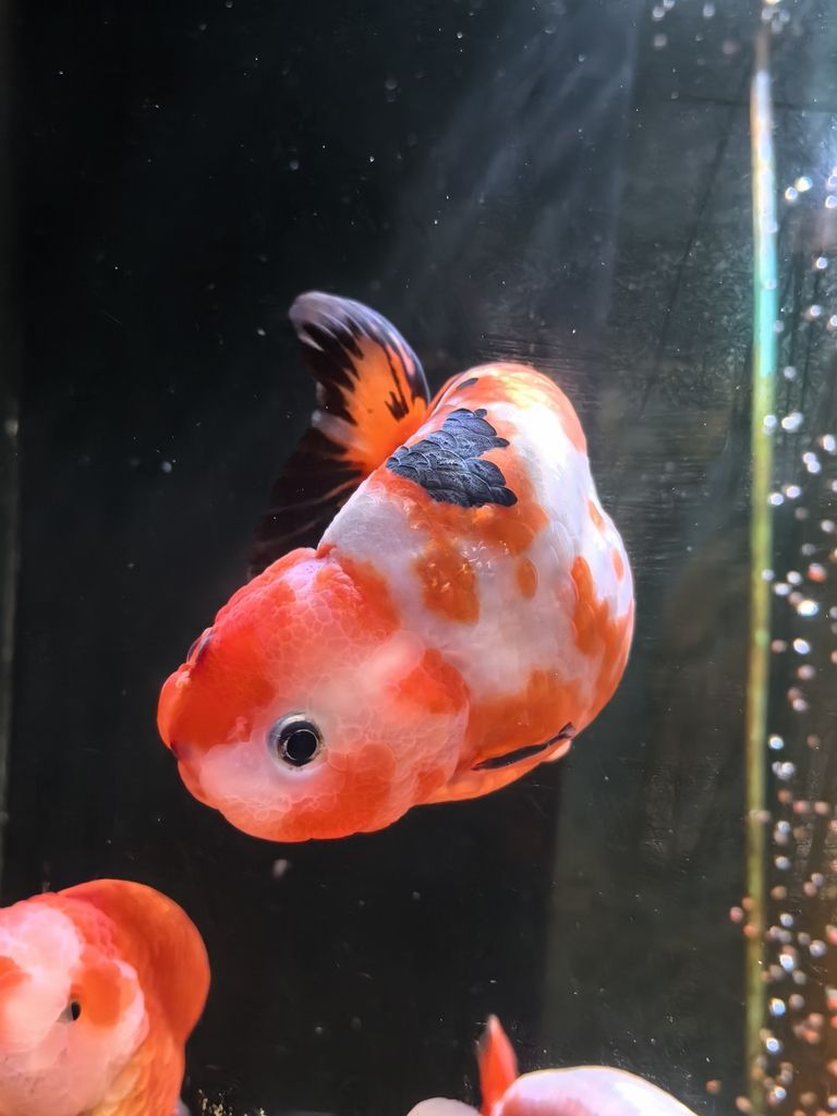 我的蘭壽長(zhǎng)不胖（蘭壽魚(yú)的養(yǎng)殖方法）