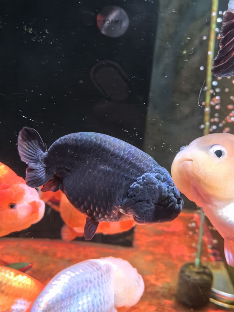 我的蘭壽長(zhǎng)不胖（蘭壽魚(yú)的養(yǎng)殖方法）