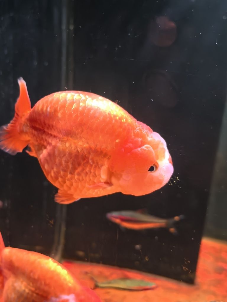 我的蘭壽長(zhǎng)不胖（蘭壽魚(yú)的養(yǎng)殖方法）