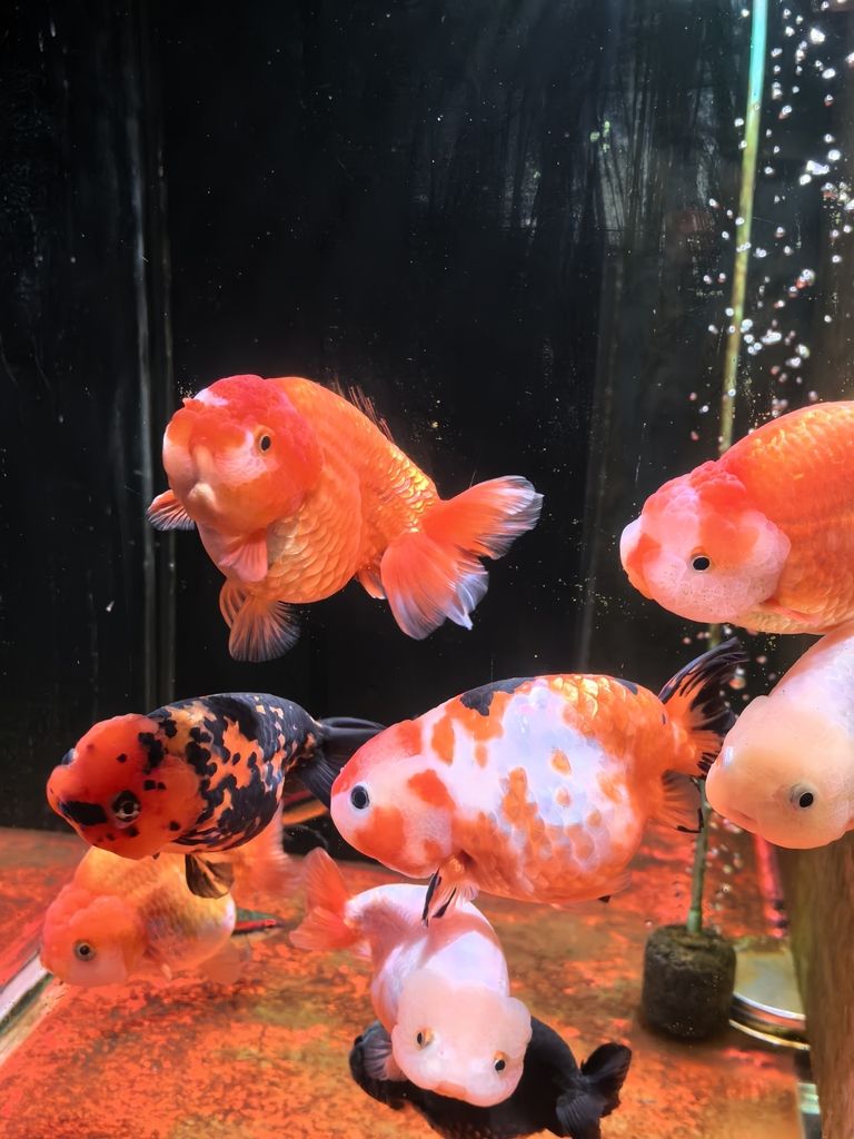 我的蘭壽長(zhǎng)不胖（蘭壽魚(yú)的養(yǎng)殖方法）