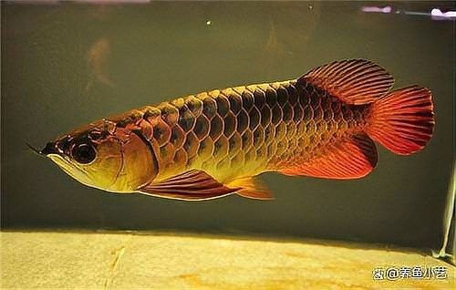 如何挑選健康的60cm金龍魚（如何挑選一條健康的60cm金龍魚）