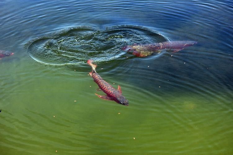 北京龍魚漁場哪個最好？（北京龍魚漁場參觀指南）