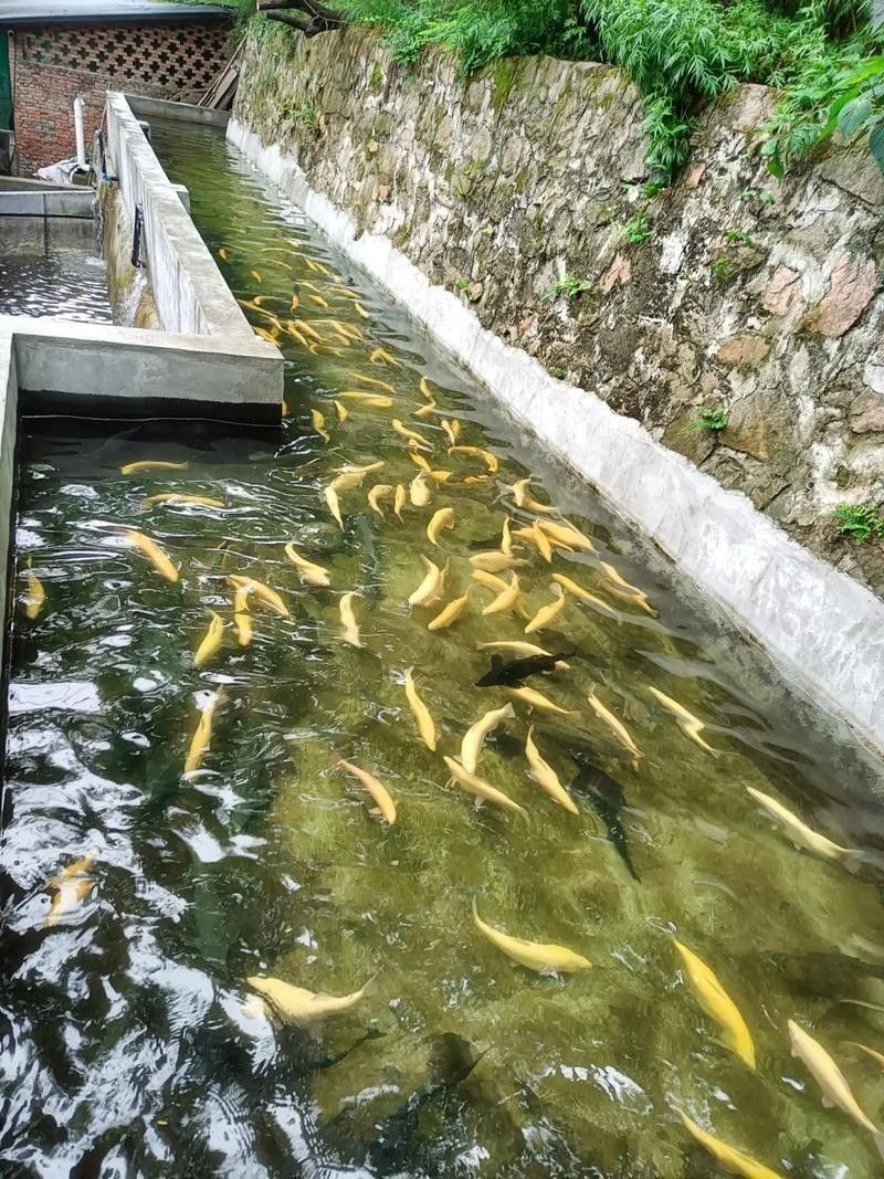 北京龍魚漁場哪個最好？（北京龍魚漁場參觀指南）