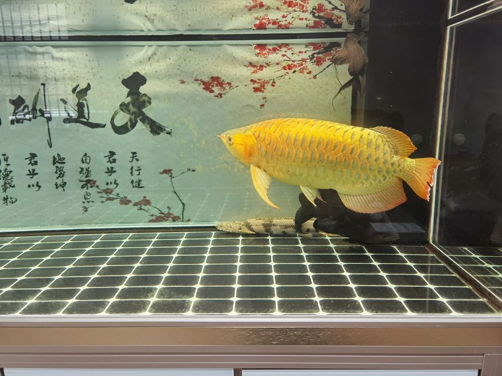 （ai技術為教育帶來了前所未有的機遇和挑戰和挑戰）