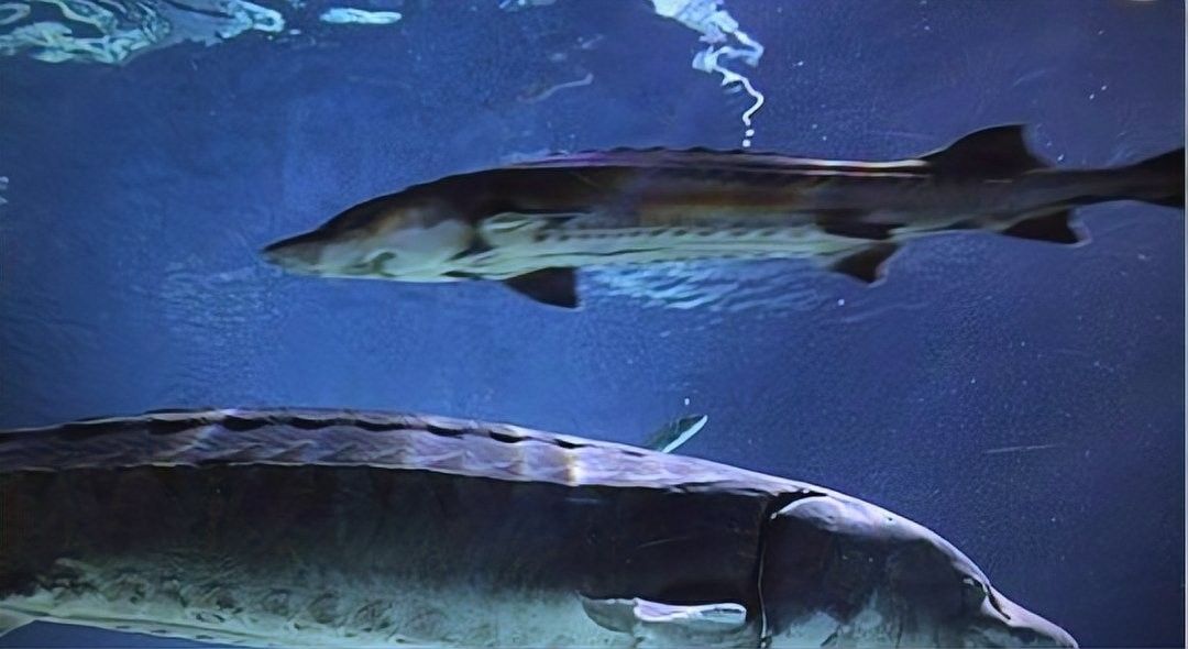 深海龍魚有哪些天敵？（哪些生物可能對深海龍魚構(gòu)成威脅？）