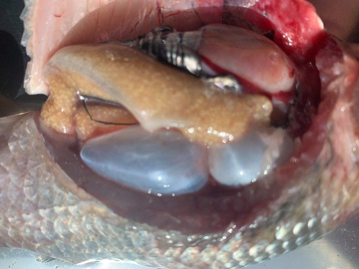 雷龍魚腹水可以自愈嗎？（雷龍魚的腹水可以自愈嗎）
