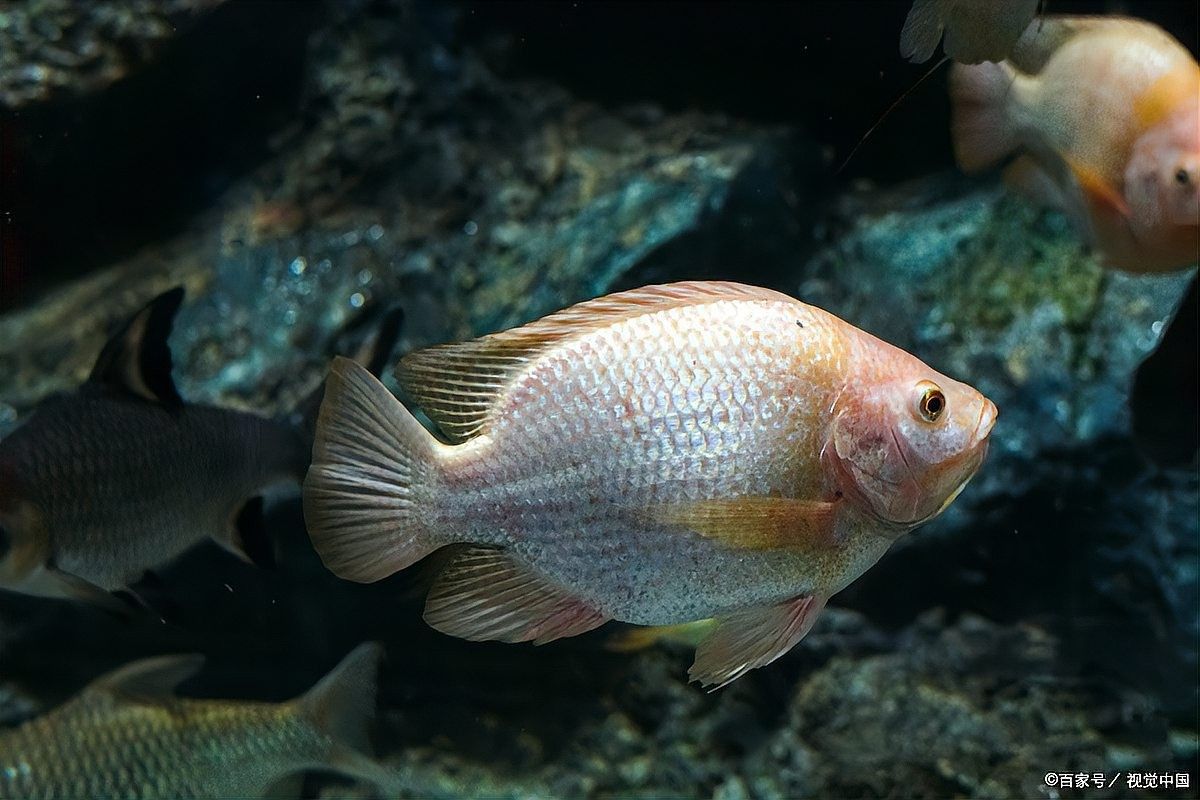 雷龍魚腹水可以自愈嗎？（雷龍魚的腹水可以自愈嗎）