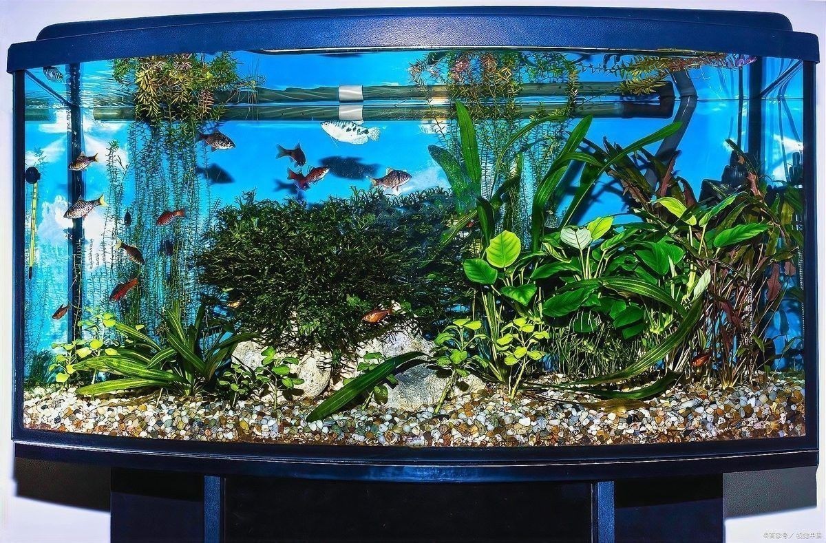博宇和森森哪個品牌更可靠？（博宇和森森哪個品牌的魚缸更耐用魚缸十大品牌排行榜）