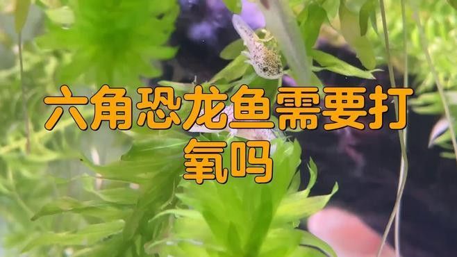 六角恐龍魚不打氧能活多久？（六角恐龍魚不打氧存活時間從數天到數年不等）