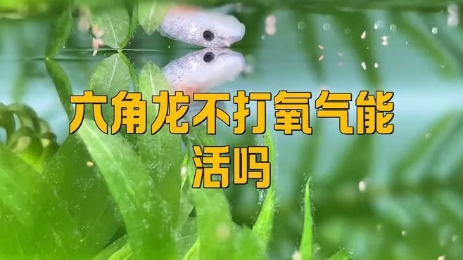 六角恐龍魚不打氧能活多久？（六角恐龍魚不打氧存活時間從數天到數年不等）