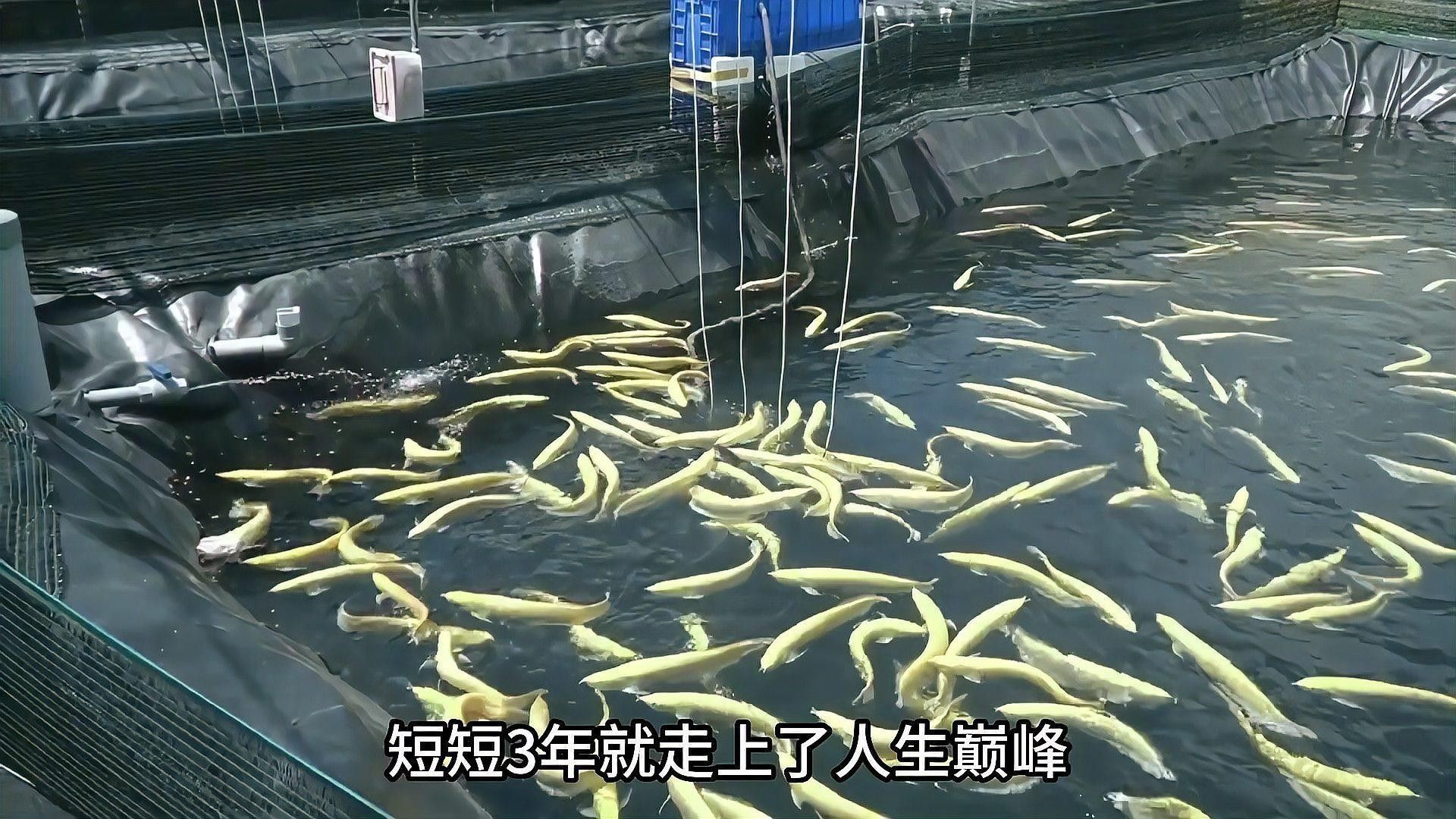 龍魚養殖技術有哪些創新（魚養殖技術的創新）