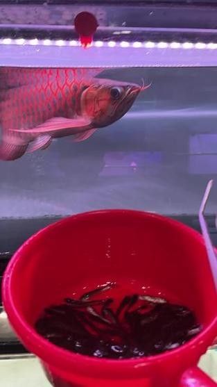 祥龍魚場有口碑嗎？，祥龍魚場的優(yōu)勢