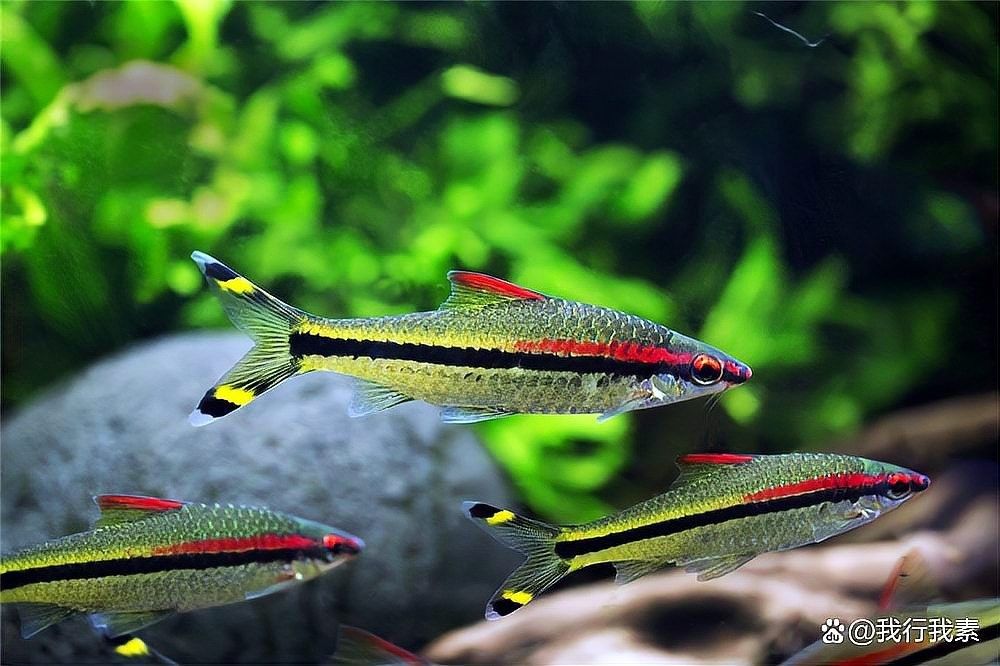 混養(yǎng)中如何保證一眉的安全（一眉道人魚最佳混養(yǎng)魚yaya_cine）