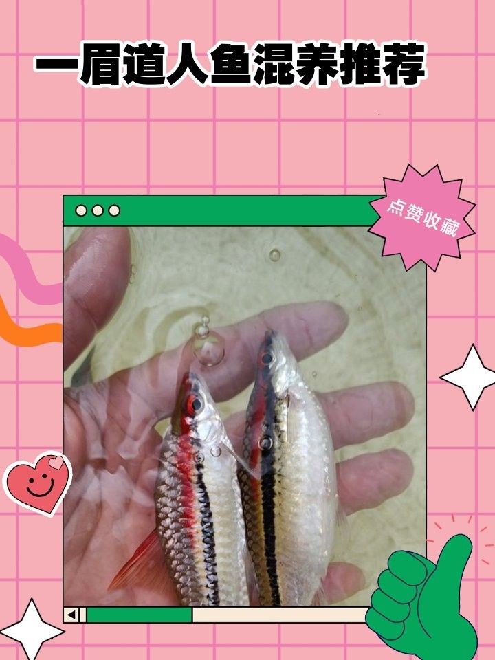 混養(yǎng)中如何保證一眉的安全（一眉道人魚最佳混養(yǎng)魚yaya_cine）