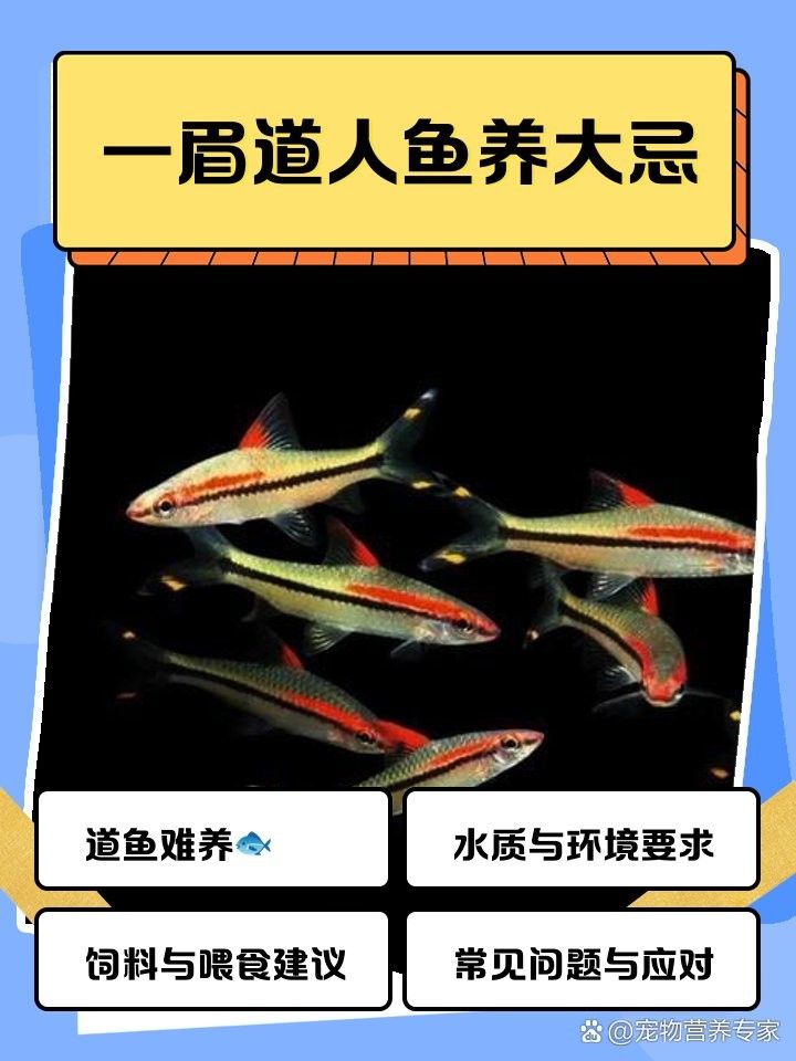 混養(yǎng)中如何保證一眉的安全（一眉道人魚最佳混養(yǎng)魚yaya_cine）