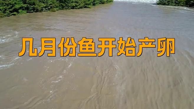 海水青龍魚繁殖方法（海水青龍魚的繁殖方法） 海水青龍魚繁殖方法（海水青龍魚的繁殖方法） 龍魚百科 第3張