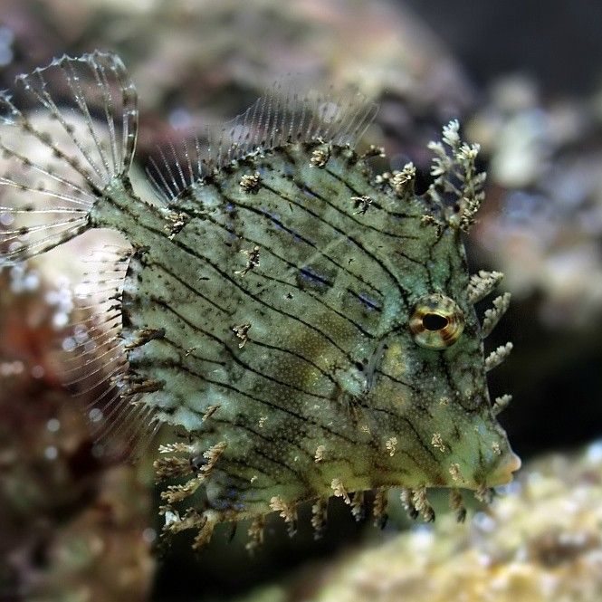 海水青龍魚繁殖方法（海水青龍魚的繁殖方法） 海水青龍魚繁殖方法（海水青龍魚的繁殖方法） 龍魚百科 第6張