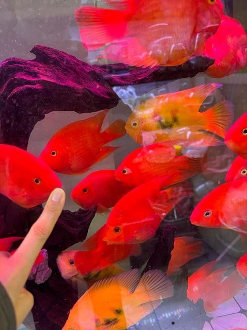 推薦一些適合混養(yǎng)的魚類（哪些小型魚可以混養(yǎng)警警通）