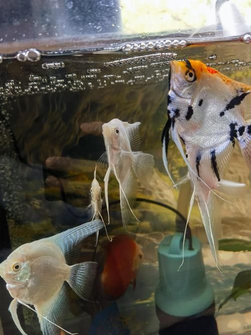 推薦一些適合混養(yǎng)的魚類（哪些小型魚可以混養(yǎng)警警通）