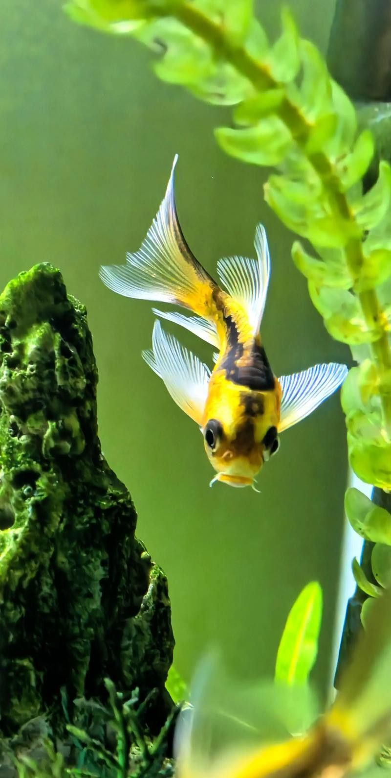 推薦一些適合混養(yǎng)的魚類（哪些小型魚可以混養(yǎng)警警通）