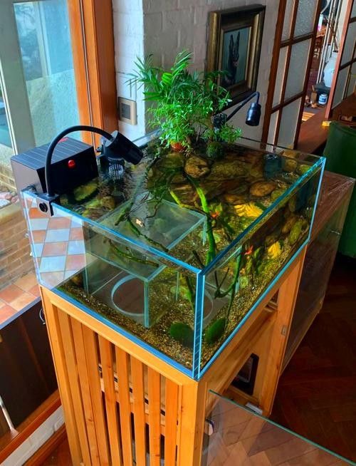 推薦一些適合混養(yǎng)的魚類（哪些小型魚可以混養(yǎng)警警通）