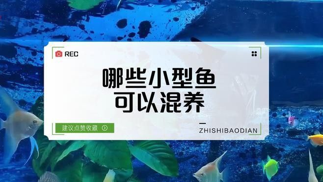 推薦一些適合混養(yǎng)的魚類（哪些小型魚可以混養(yǎng)警警通）