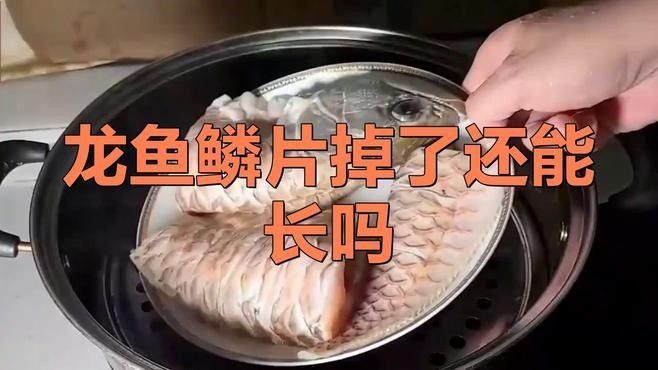 黑鱗龍魚認主后多久會變得活躍
