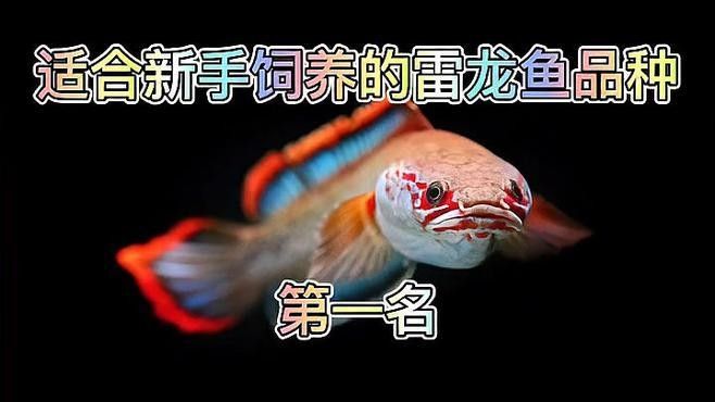 幻彩雷龍魚有哪些品種（常見的幻彩雷龍魚品種）