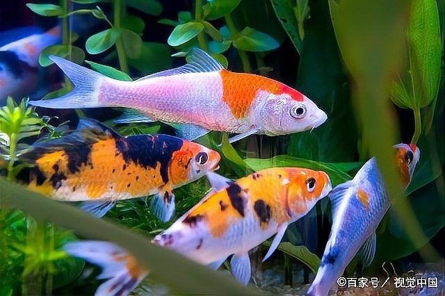 哪種龍魚對水質波動最敏感（王小乖養魚圈子龍魚對水質波動最敏感）