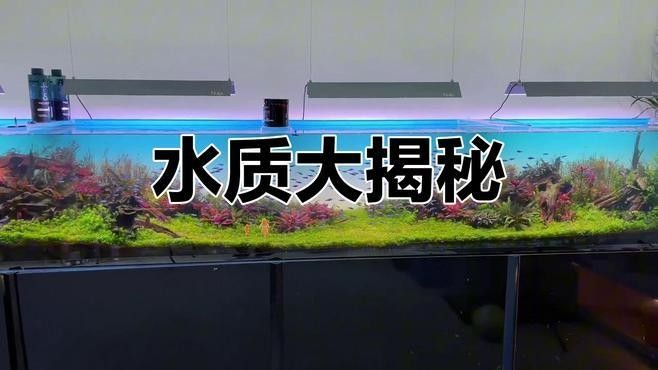 哪種龍魚對水質波動最敏感（王小乖養魚圈子龍魚對水質波動最敏感）