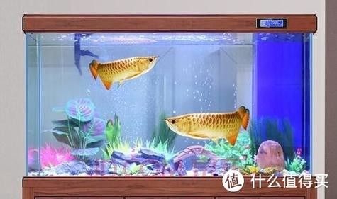 如何預(yù)防金龍魚眼睛白膜復(fù)發(fā)？（如何預(yù)防金龍魚眼睛白膜復(fù)發(fā)）