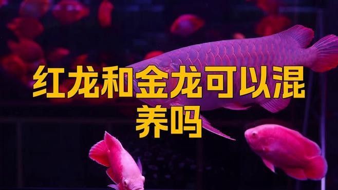 龍魚(yú)和哪些魚(yú)可以混養(yǎng)（觀賞魚(yú)和龍魚(yú)混養(yǎng)的觀賞魚(yú)類(lèi)及注意事項(xiàng)及注意事項(xiàng)）