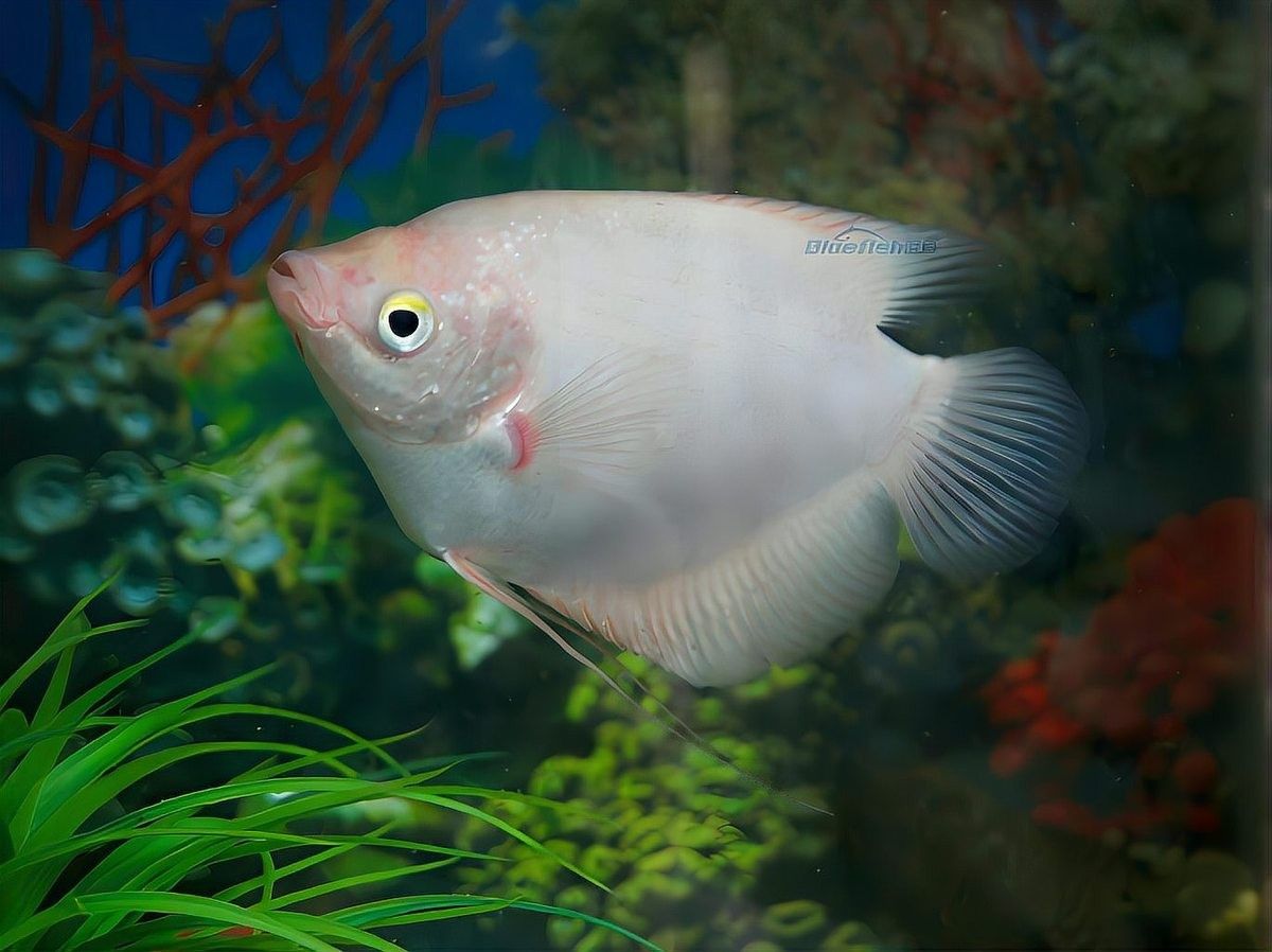 招財魚和金龍魚混養的最佳比例