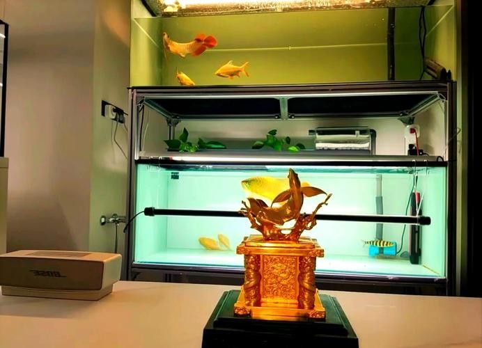 龍魚缸濾材擺放圖示（龍魚缸濾材擺放方法）