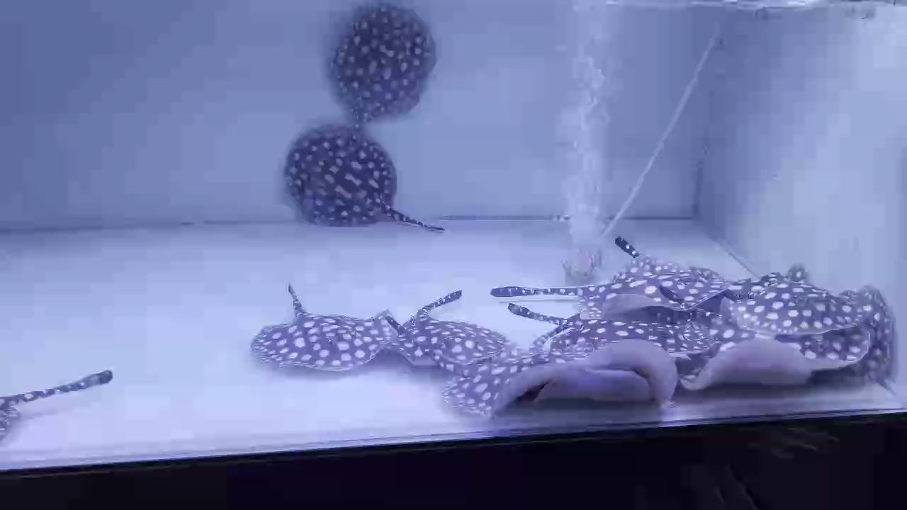廣東江門軍仔魟魚繁殖（軍仔魟魚的繁殖研究取得了顯著成果）