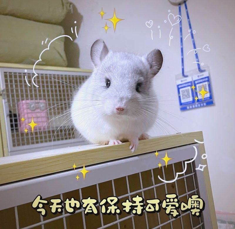 金色龍貓的繁殖特點（金色龍貓的繁殖特點及繁殖方法）