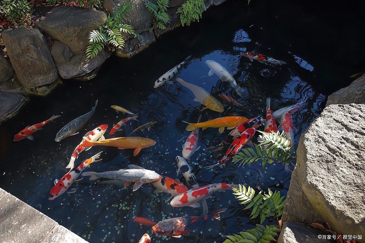 龍魚爛嘴會(huì)傳染嗎（龍魚爛嘴是什么原因所致，致病原因及治病處理）