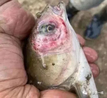 龍魚爛嘴會(huì)傳染嗎（龍魚爛嘴是什么原因所致，致病原因及治病處理）