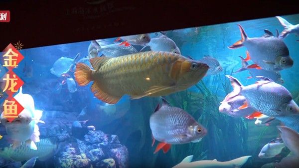 濱城哪個(gè)水族館龍魚好？祥龍魚場(chǎng)龍魚（上海海洋水族館龍年新春“龍魚”與游客一起迎接龍年新民晚報(bào)）
