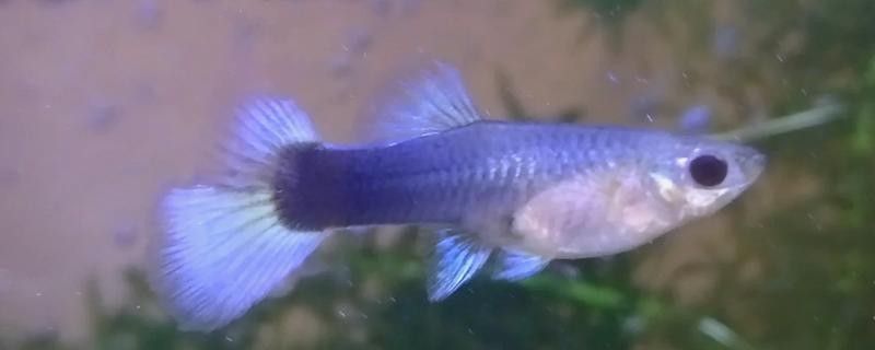 龍魚尾巴變紅會傳染嗎？（養魚小藝龍魚爛尾怎么辦氧寵博士龍魚爛尾怎么辦）