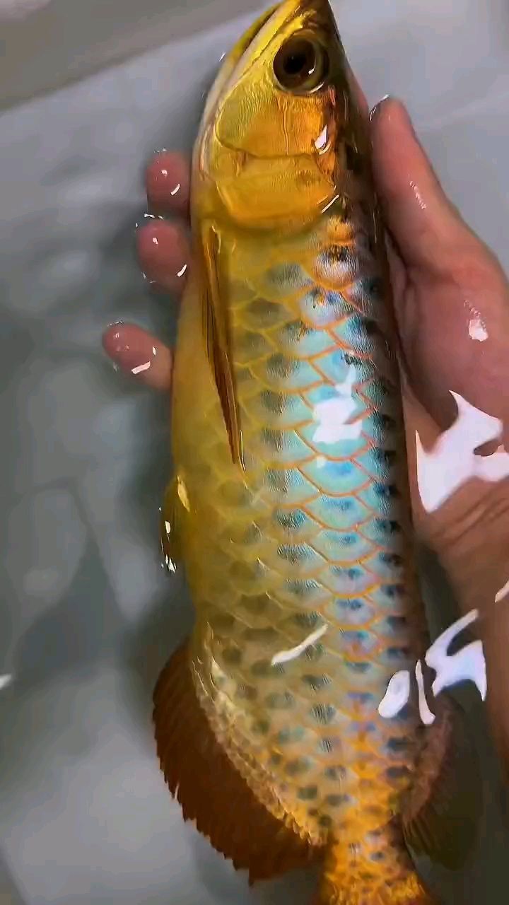 金龍--龍魚（金龍魚是一種在水族館和家庭魚缸中非常受歡迎的寵物）