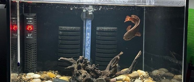 錦鯉和雷龍魚混養需要哪些設備（錦鯉和雷龍魚混養需要什么設備？）