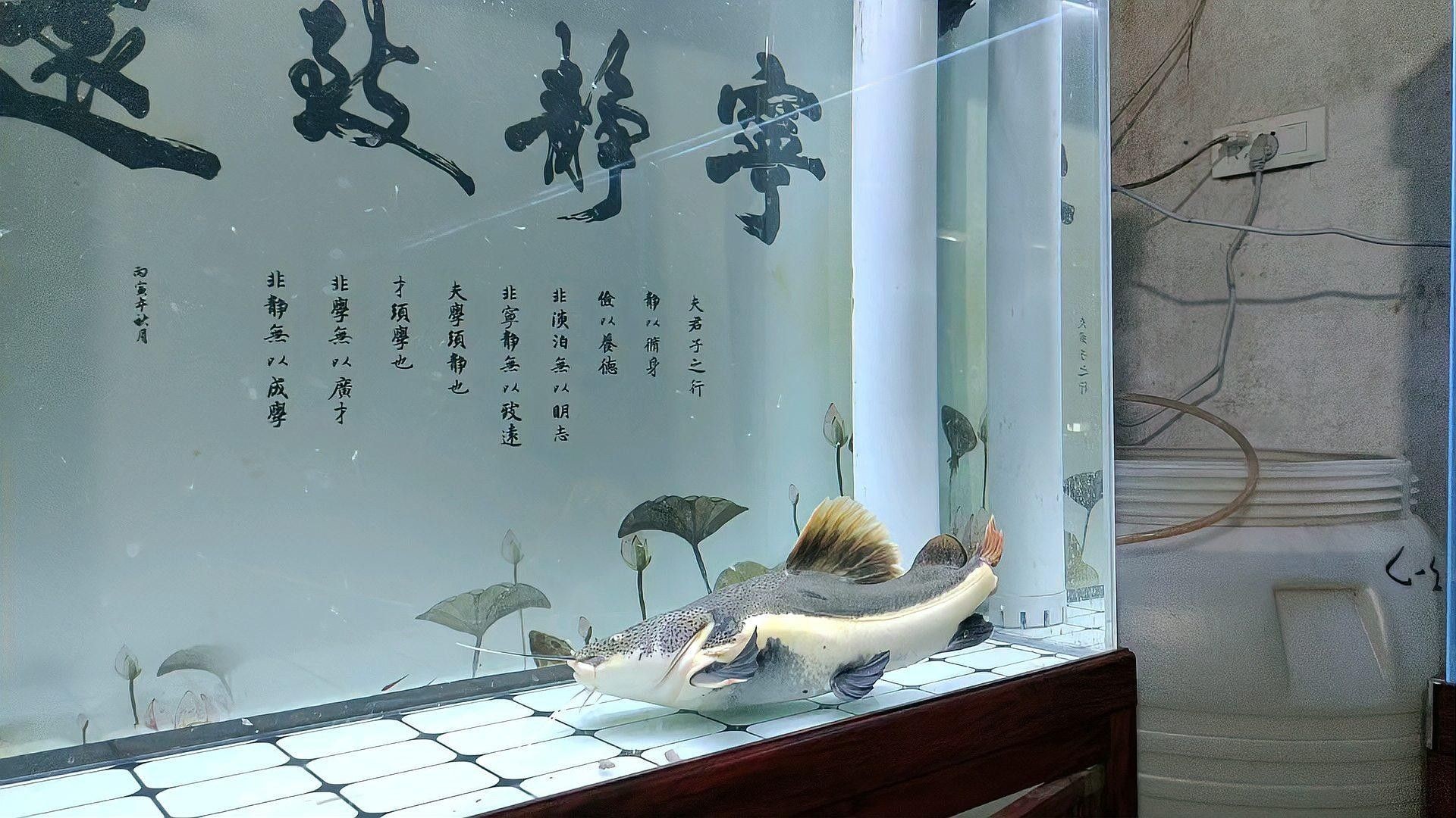 底濾缸不清洗會有什么后果？（養(yǎng)魚老道魚缸底濾清理全攻略解決水質(zhì)問題迷人小祖宗）
