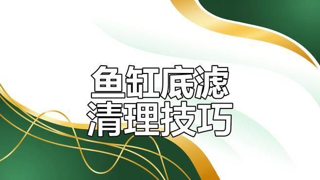 底濾缸不清洗會有什么后果？（養(yǎng)魚老道魚缸底濾清理全攻略解決水質(zhì)問題迷人小祖宗）