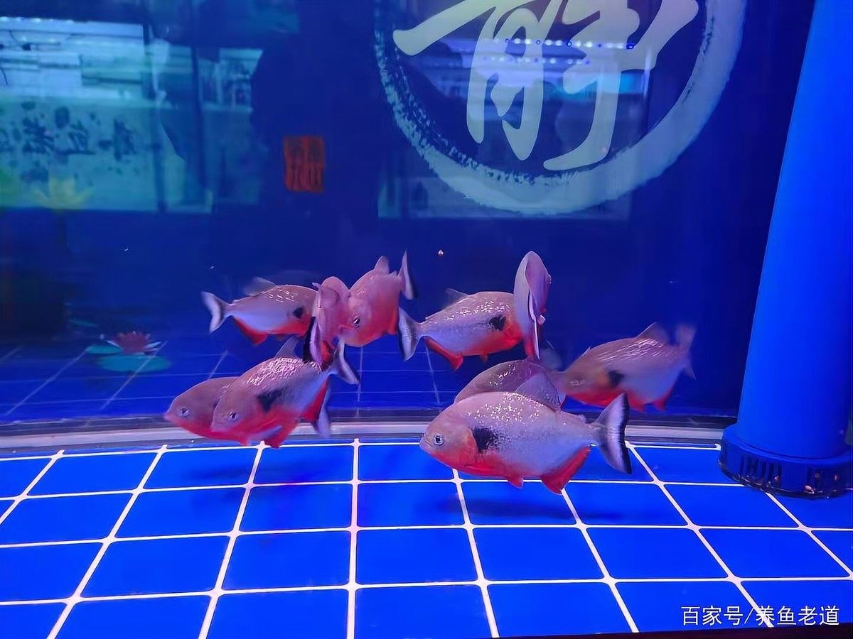 底濾缸不清洗會有什么后果？（養(yǎng)魚老道魚缸底濾清理全攻略解決水質(zhì)問題迷人小祖宗）