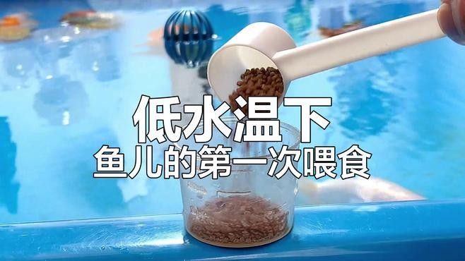金龍魚低溫下如何喂食？（金龍魚喂養指南）